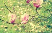 小清新花朵图片大全