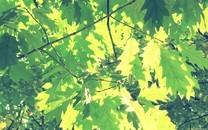 小清新花朵图片大全