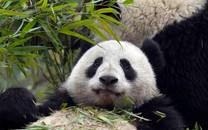 大熊猫图片 大熊猫图片大全