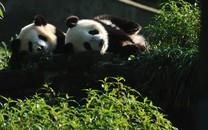 大熊猫图片 大熊猫图片大全