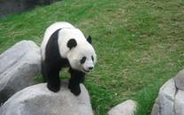 大熊猫图片 大熊猫图片大全