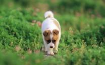 小狗狗图片 小狗狗图片大全