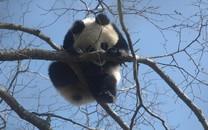 大熊猫图片 大熊猫图片大全