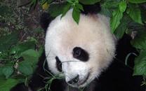 大熊猫图片 大熊猫图片大全