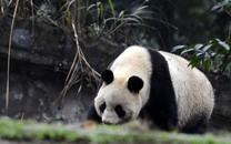 大熊猫图片 大熊猫图片大全