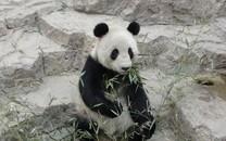 大熊猫图片 大熊猫图片大全