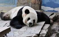 大熊猫图片 大熊猫图片大全