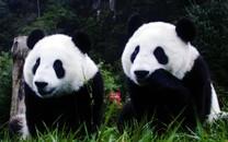 大熊猫图片 大熊猫图片大全