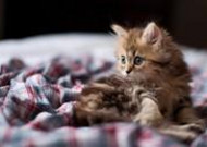 可爱的小猫高清图片