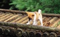 小狗狗图片 小狗狗图片大全