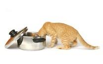 可爱猫咪高清图片