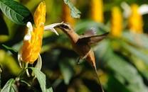 蜂鸟高清精美图片