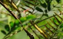 蜂鸟高清精美图片