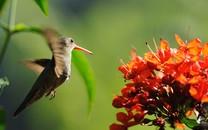 蜂鸟高清精美图片