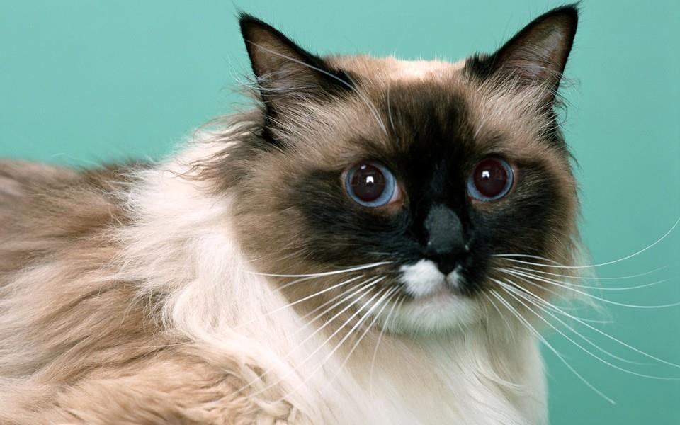 黑白相间的可爱小猫图片