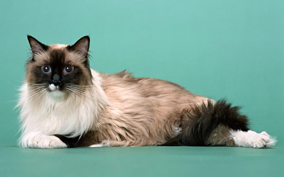 黑白相间的可爱小猫图片