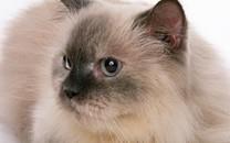 黑白相间的可爱小猫图片