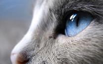 暹罗猫图片 暹罗猫高清图片