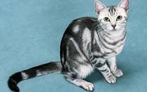 黑白相间的可爱小猫图片