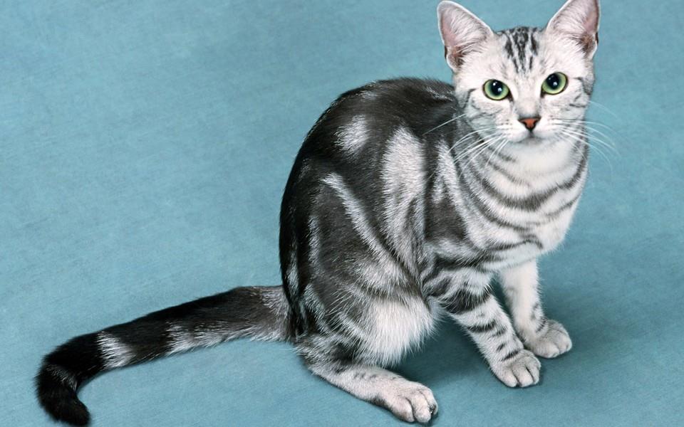 黑白相间的可爱小猫图片