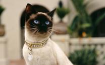 暹罗猫图片 暹罗猫高清图片