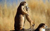 温情的动物图片大全