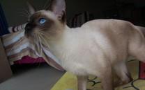 暹罗猫图片 暹罗猫高清图片