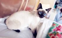 暹罗猫图片 暹罗猫高清图片