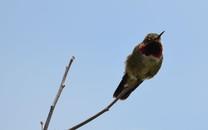 蜂鸟高清精美图片