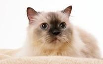 黑白相间的可爱小猫图片