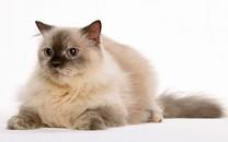 黑白相间的可爱小猫图片