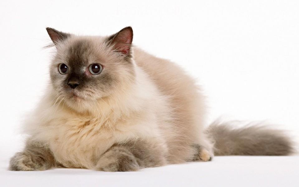 黑白相间的可爱小猫图片