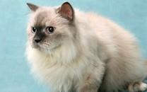 黑白相间的可爱小猫图片