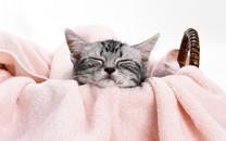 黑白相间的可爱小猫图片