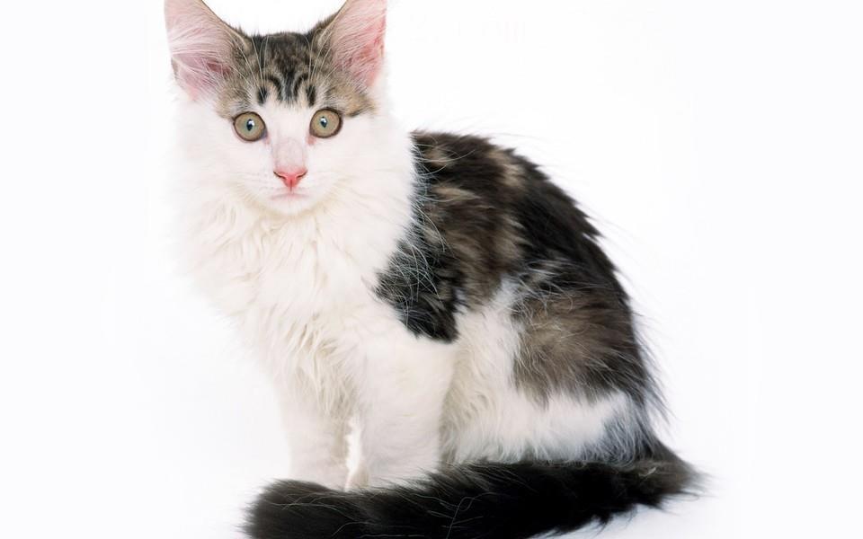 黑白相间的可爱小猫图片