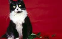 黑白相间的可爱小猫图片