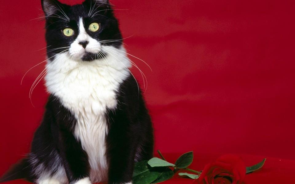 黑白相间的可爱小猫图片