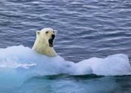 北极熊图片 北极熊高清图片