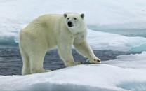 北极熊图片 北极熊高清图片