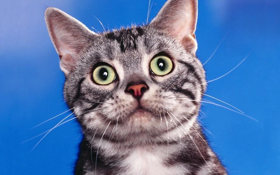 黑白相间的可爱小猫图片