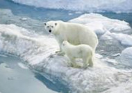 北极熊图片 北极熊高清图片