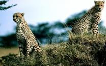 花豹图片 花豹图片大全