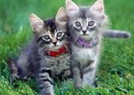 多胞胎小萌猫高清图片