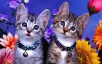 多胞胎小萌猫高清图片