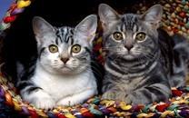 多胞胎小萌猫高清图片