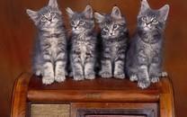 多胞胎小萌猫高清图片