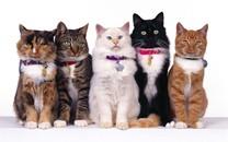 多胞胎小萌猫高清图片