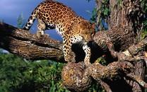 花豹图片 花豹图片大全