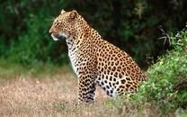 花豹图片 花豹图片大全