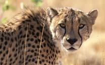 花豹图片 花豹图片大全